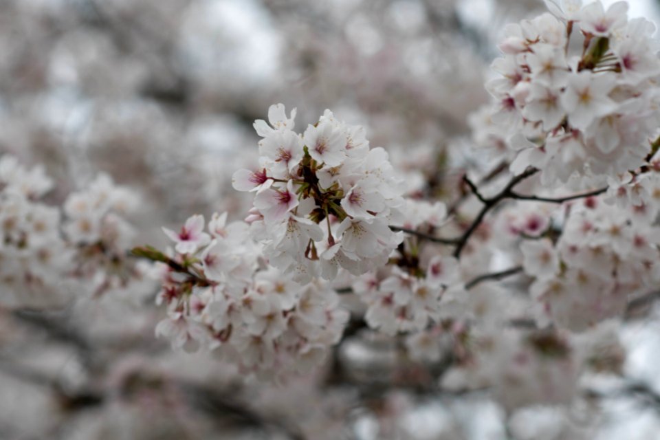 Jim West Central Church Collierville Tn Trees Blooming (251212993)