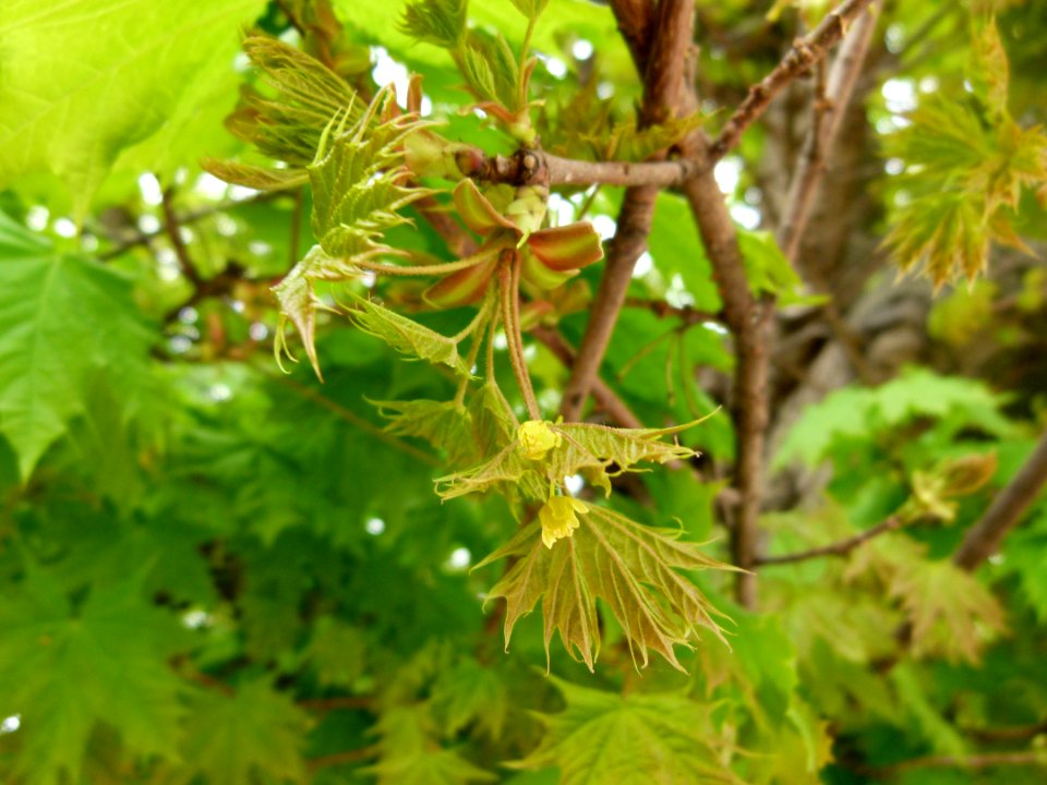 Jeunes pousses de printemps - Jardin des Plantes 2