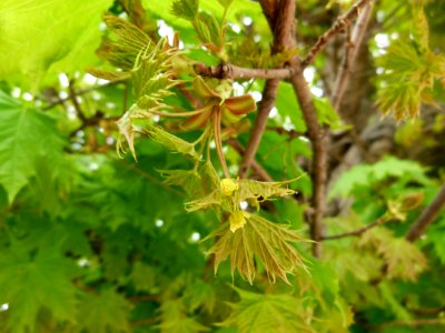 Jeunes pousses de printemps - Jardin des Plantes 2