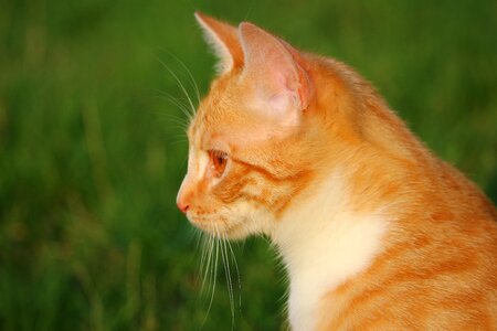Mieze red cat young cat