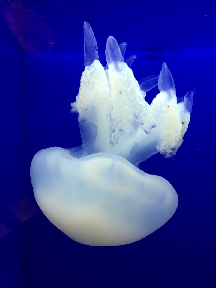 Water animals aquarium calm