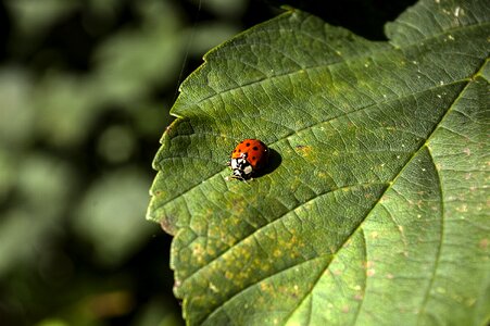 Plant ladybugs foliage