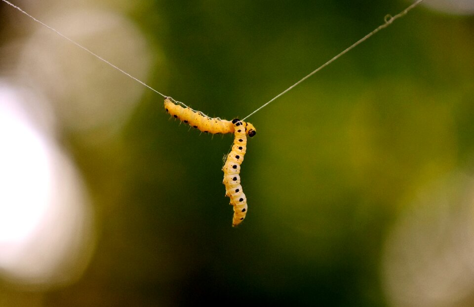 Caterpillar animal nature