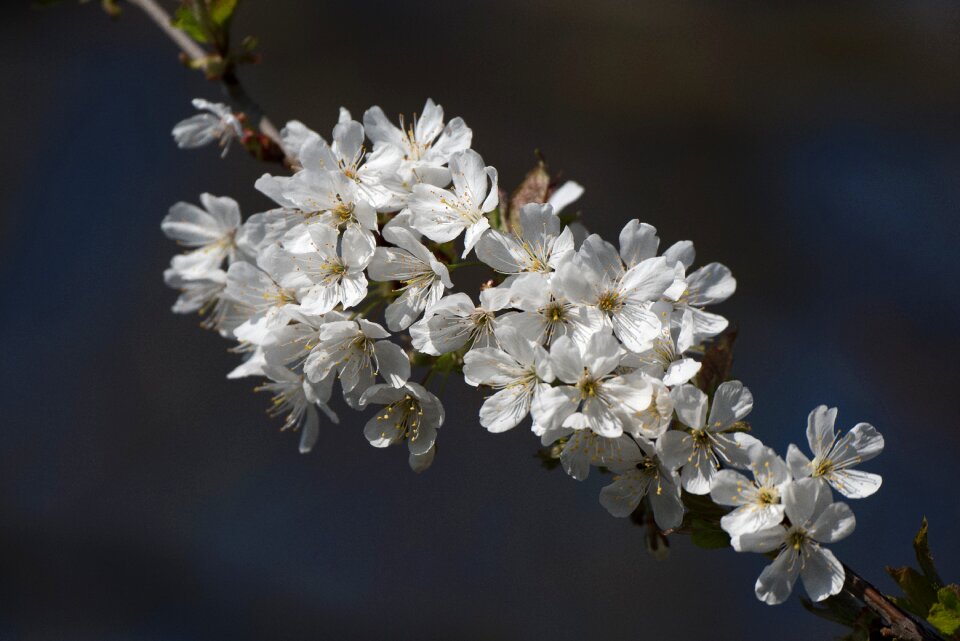 Spring white flower cherry