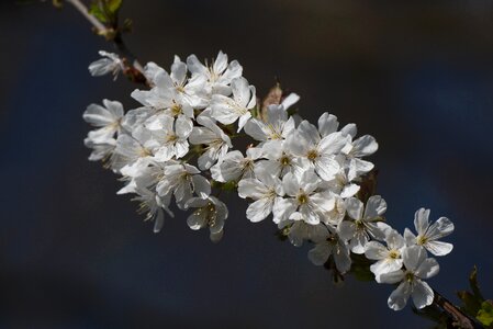 Spring white flower cherry