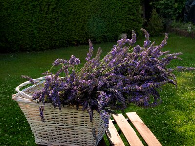Basket purple flower photo