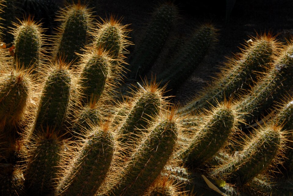 Light marrakech exotic