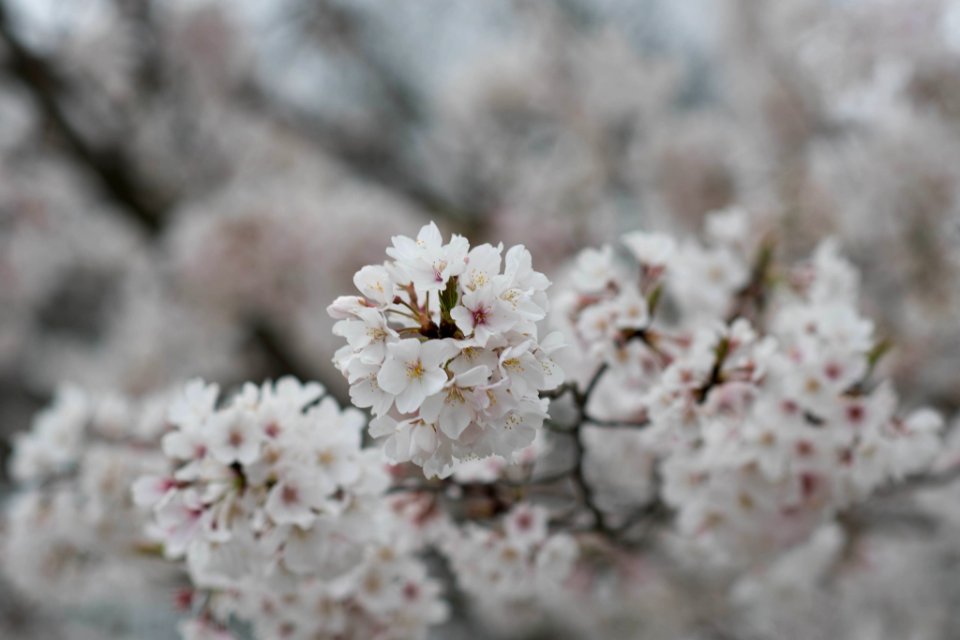 Jim West Central Church Collierville Tn Trees Blooming (251212981)