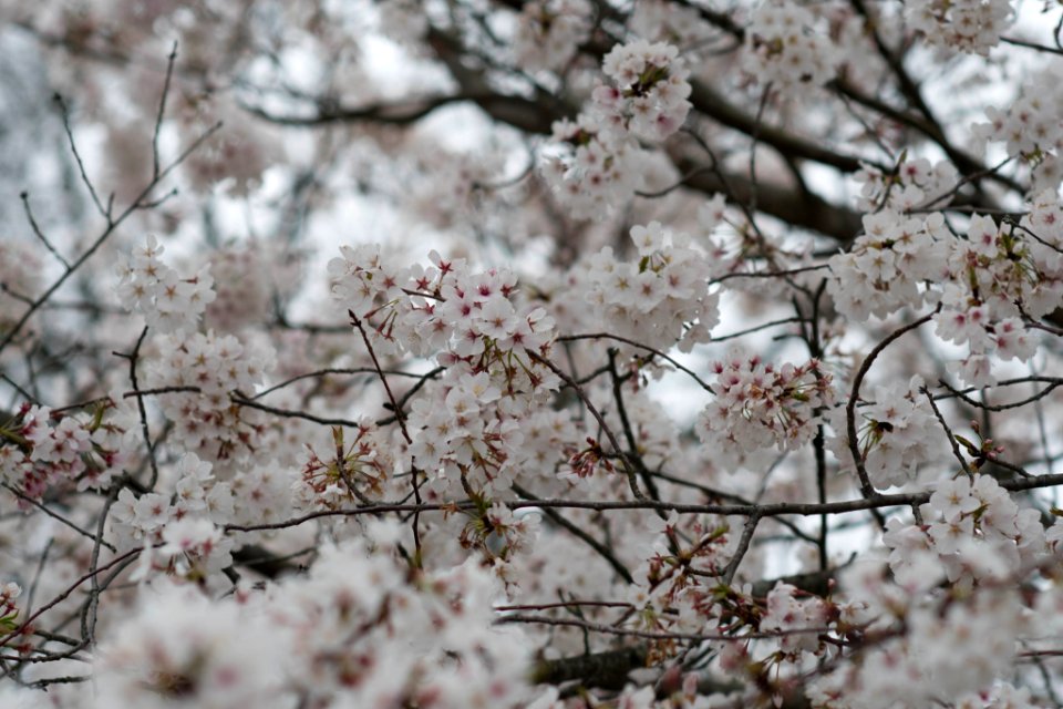 Jim West Central Church Collierville Tn Trees Blooming (251212991)