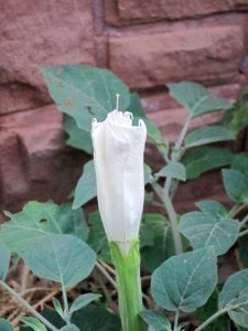 Jimson Weed (Datura inoxia), opening flower