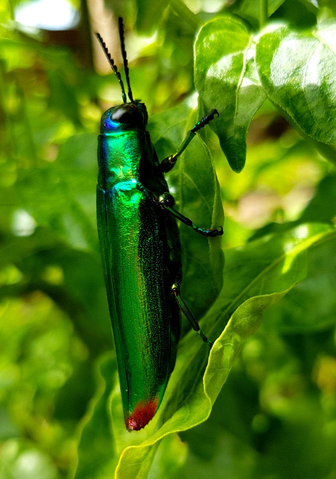 Jewel beetle (Chrysochroa fulminans), Mindanao, Philippines 02
