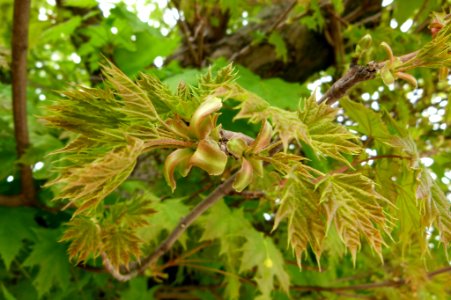 Jeunes pousses de printemps - Jardin des Plantes photo