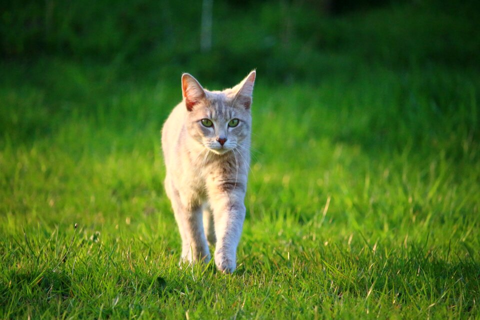Mieze breed cat young cat