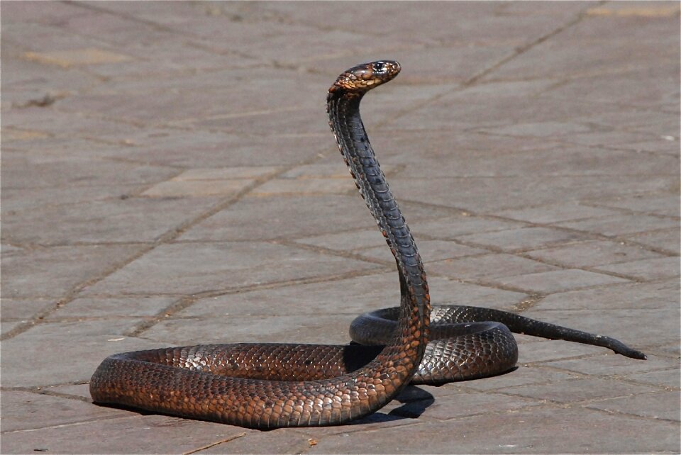 Snake charmer place marrakech