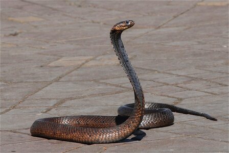 Snake charmer place marrakech