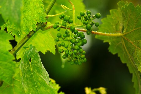 Wine grape fruits
