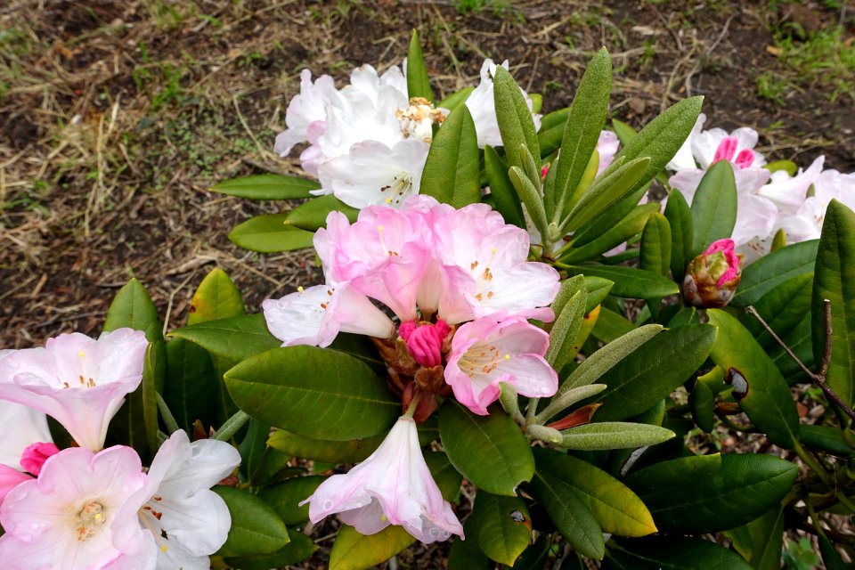 John McLaren Memorial Rhododendron Dell - Golden Gate Park, San Francisco, CA - DSC05372