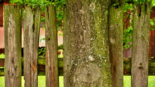 Fence green garden