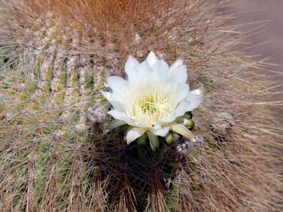 Flowering cactus bolivia