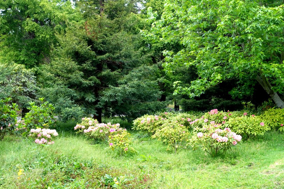 John McLaren Memorial Rhododendron Dell - Golden Gate Park, San Francisco, CA - DSC05358