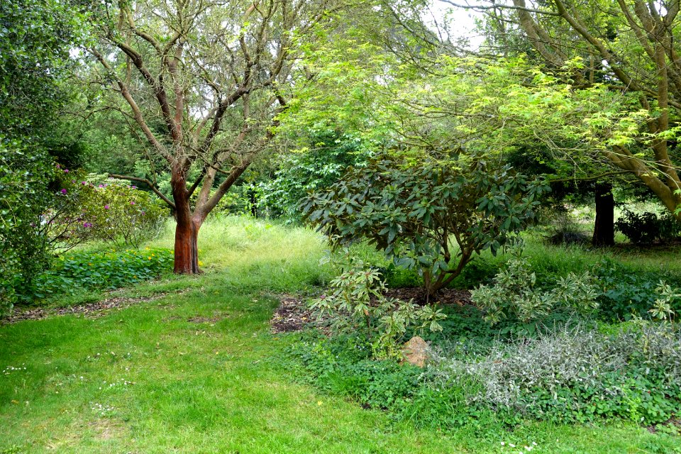 John McLaren Memorial Rhododendron Dell - Golden Gate Park, San Francisco, CA - DSC05396