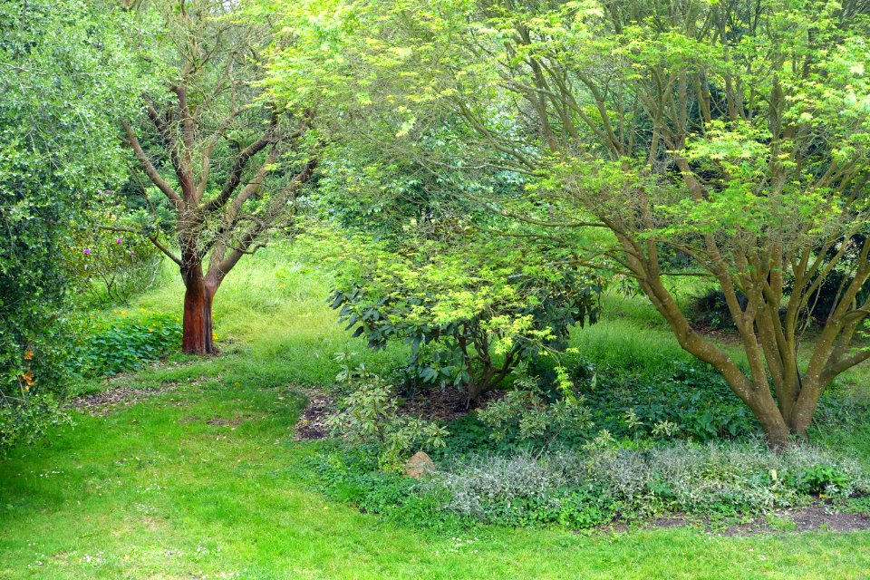 John McLaren Memorial Rhododendron Dell - Golden Gate Park, San Francisco, CA - DSC05392