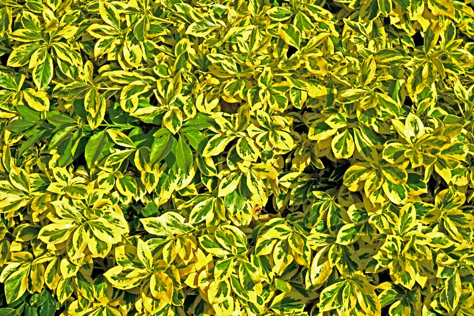 Leaf green leaf green leaves