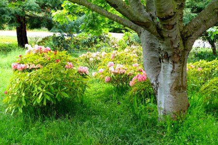 John McLaren Memorial Rhododendron Dell - Golden Gate Park, San Francisco, CA - DSC05366