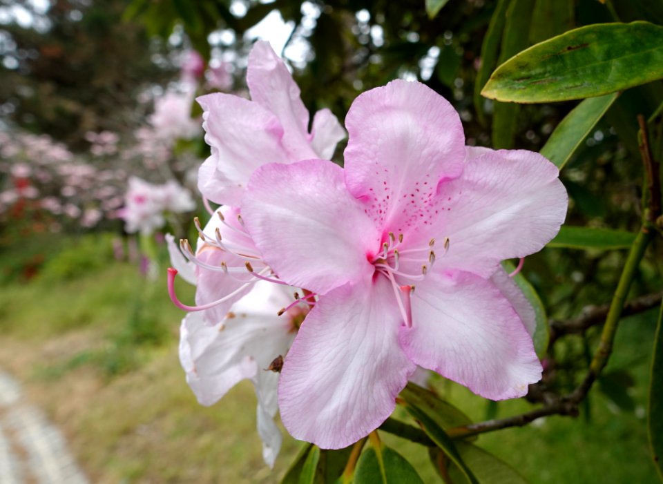 John McLaren Memorial Rhododendron Dell - Golden Gate Park, San Francisco, CA - DSC05422