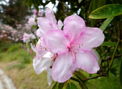 John McLaren Memorial Rhododendron Dell - Golden Gate Park, San Francisco, CA - DSC05422
