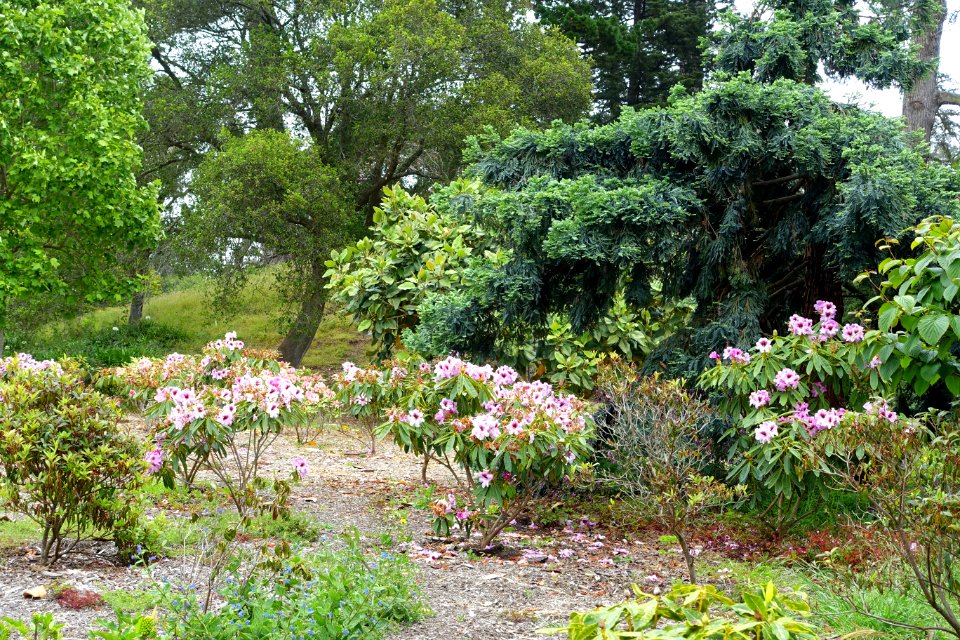 John McLaren Memorial Rhododendron Dell - Golden Gate Park, San Francisco, CA - DSC05362