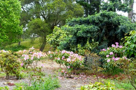 John McLaren Memorial Rhododendron Dell - Golden Gate Park, San Francisco, CA - DSC05362