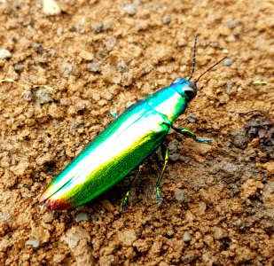 Jewel beetle (Chrysochroa fulminans), Mindanao, Philippines 04