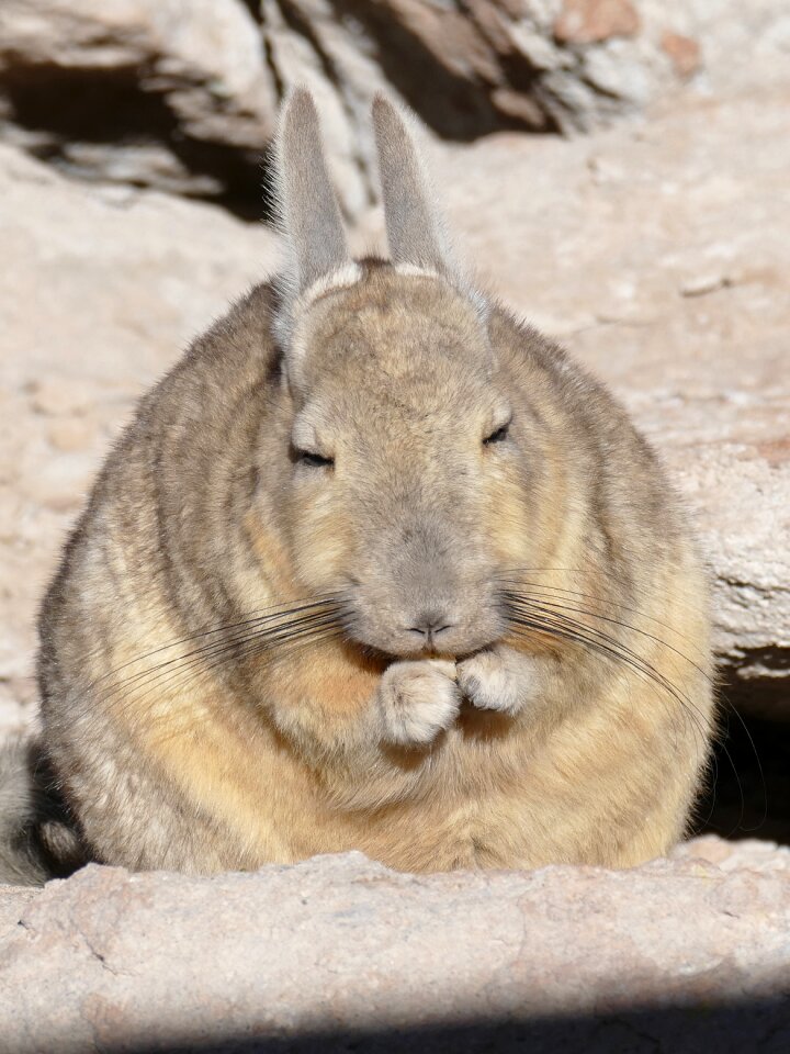 Rodent desert bolivia