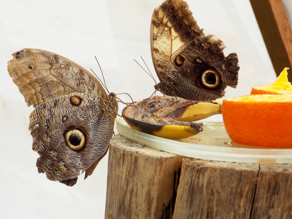 Rainforest butterfly brown butterfly brown owl