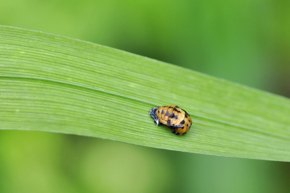 Leaf harmonia axyridis coccinellidae