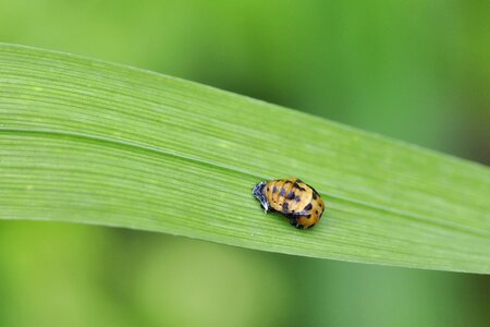 Leaf harmonia axyridis coccinellidae