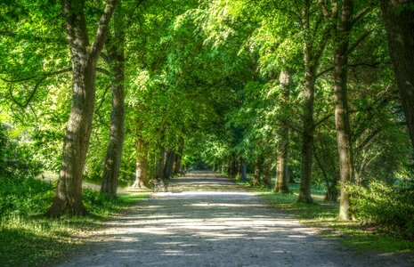 Landscape trees avenue