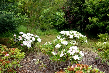 John McLaren Memorial Rhododendron Dell - Golden Gate Park, San Francisco, CA - DSC05374