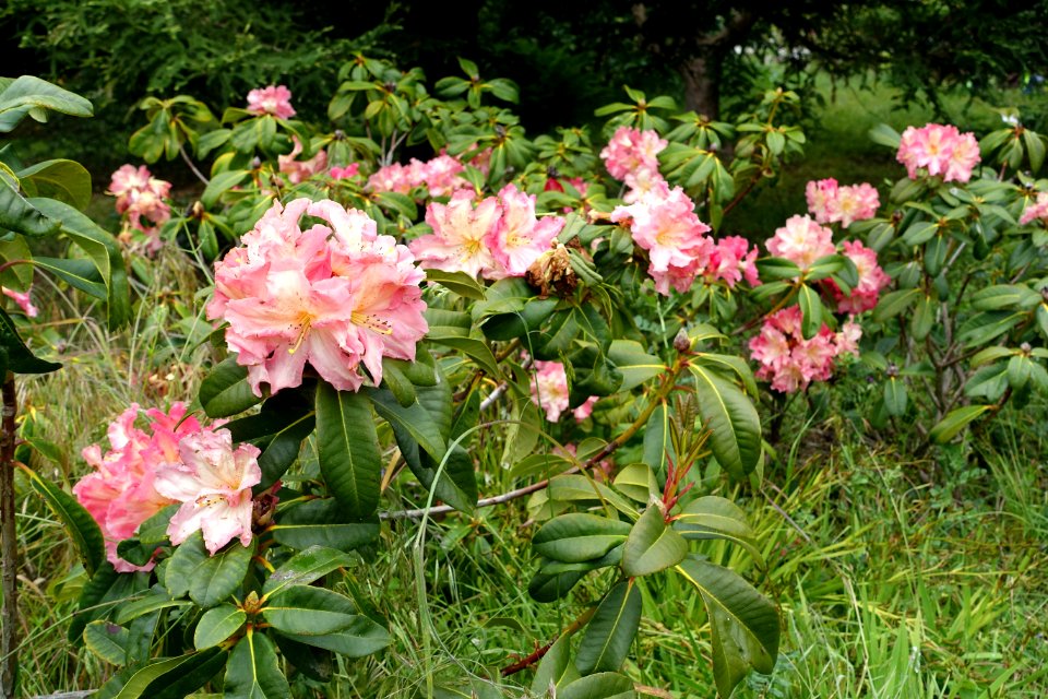John McLaren Memorial Rhododendron Dell - Golden Gate Park, San Francisco, CA - DSC05410