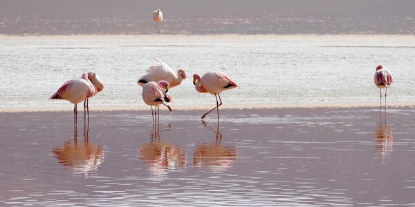 Flamingos lagoon bolivia
