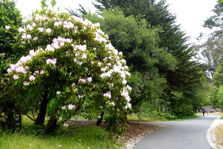 John McLaren Memorial Rhododendron Dell - Golden Gate Park, San Francisco, CA - DSC05424