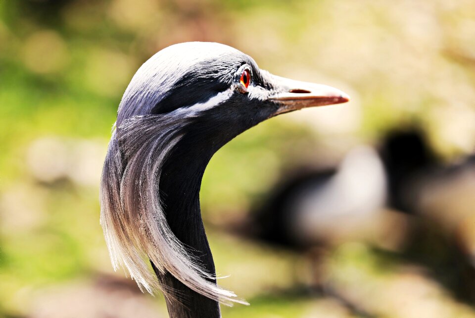 Grey heron eastern animal