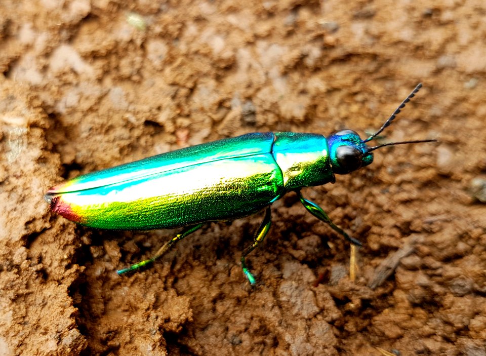 Jewel beetle (Chrysochroa fulminans), Mindanao, Philippines 07