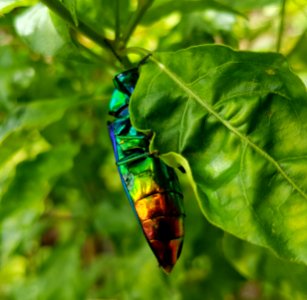 Jewel beetle (Chrysochroa fulminans), Mindanao, Philippines 01