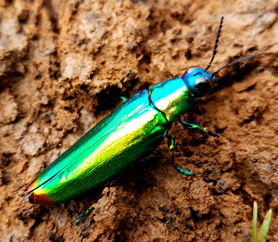 Jewel beetle (Chrysochroa fulminans), Mindanao, Philippines 06