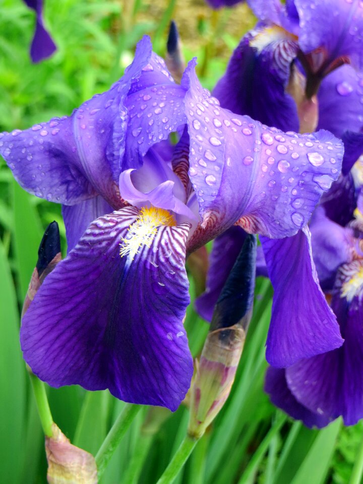 Garden nature colors