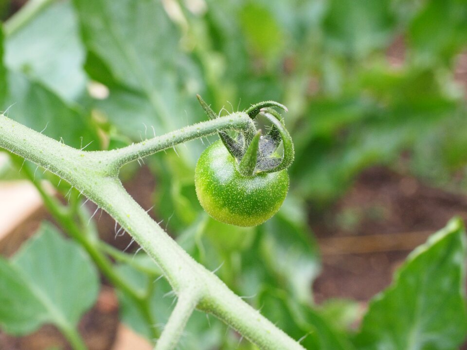 Immature nachtschattengewächs bush tomato