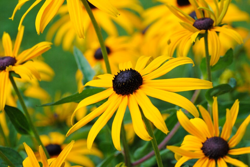 Coneflower green close up