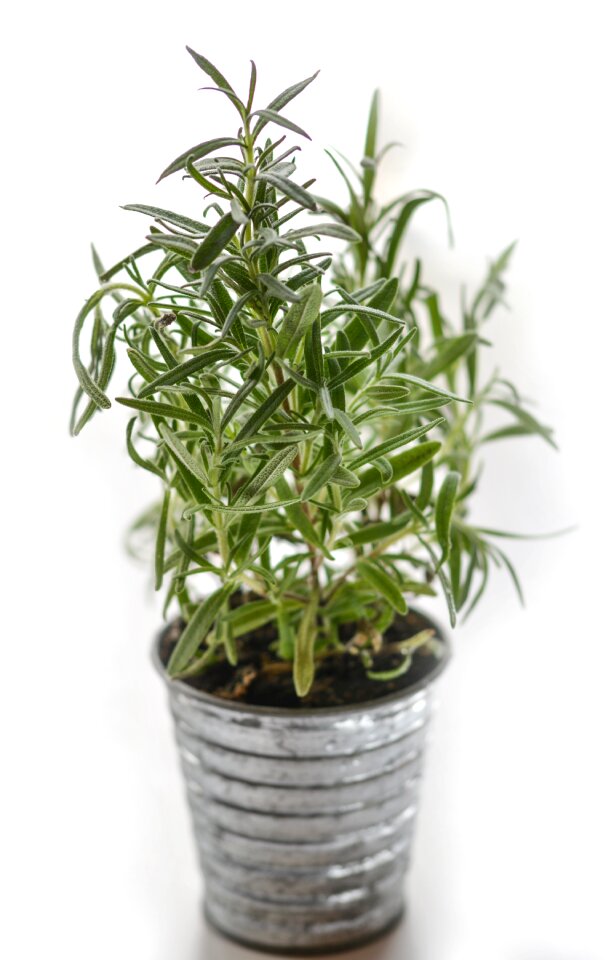 Ingredient fresh medicine